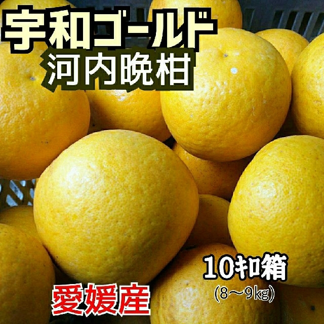今季最終】愛媛産☆河内晩柑(宇和ゴールド)☆家庭用 10キロ箱 bluke.com.br