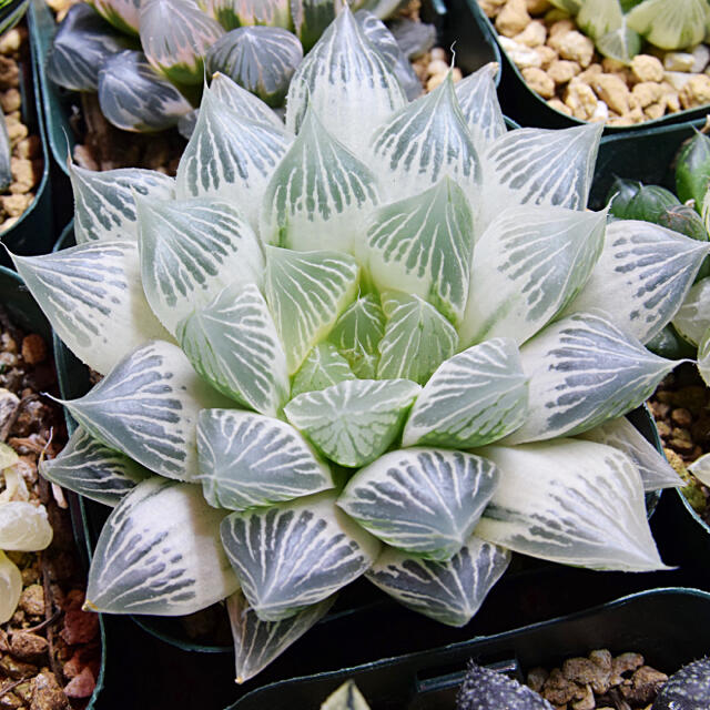 多肉植物 ハオルチア 白蛇伝 - 植物/観葉植物 多肉植物 ハオルチア 白蛇伝 - 植物/観葉植物