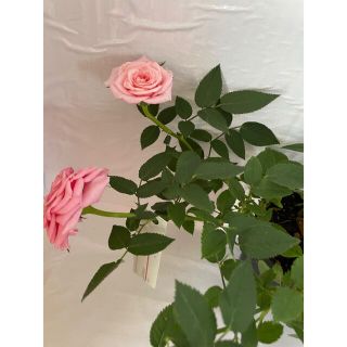 ミニ薔薇1株　ネザ良い香り(その他)