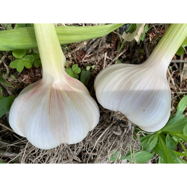 2kg 嘉定種 令和4年度産 ニンニク 中球(M球程度) にんにく 食品/飲料/酒の食品(野菜)の商品写真