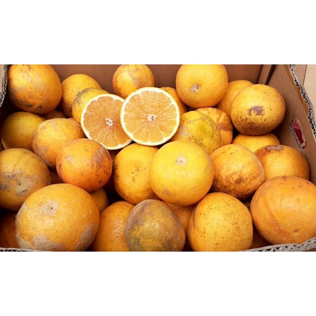 愛媛県産　低農薬　宇和ゴールド　河内晩柑　柑橘　15kg 食品/飲料/酒の食品(フルーツ)の商品写真