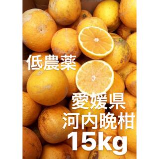 愛媛県産　低農薬　宇和ゴールド　河内晩柑　柑橘　15kg(フルーツ)