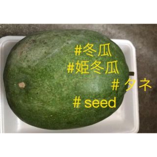 岐阜産家庭菜園自家採種固定種栽培無制限無消毒seed 2種類姫冬瓜の種各20粒　(野菜)