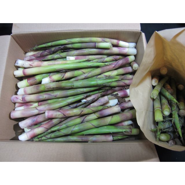 ☆★ 北海道 ニセコ産 根曲がり竹 ネマガリタケ タケノコ 朝採り 送料無料☆ 食品/飲料/酒の食品(野菜)の商品写真