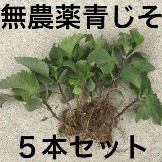 お試し価格★青じそ苗(野菜)