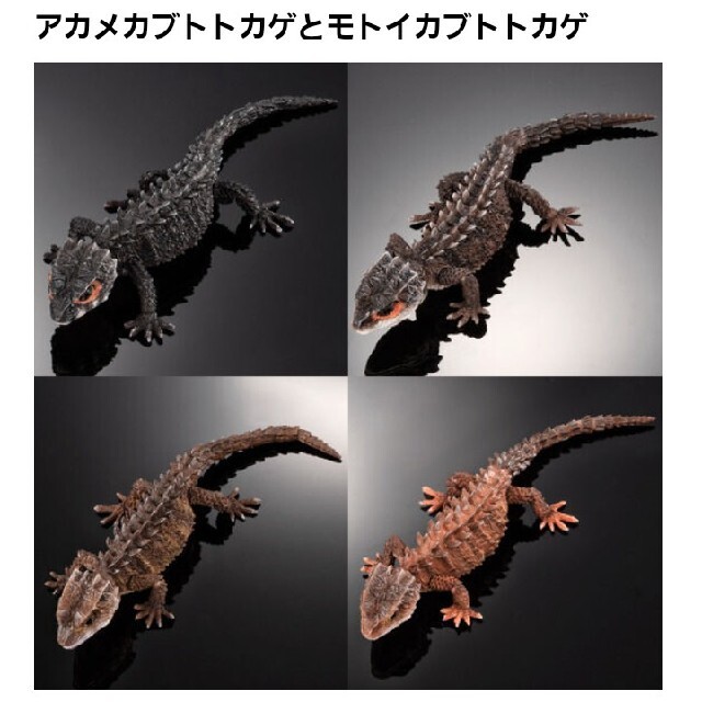 いきもの大図鑑　アカメカブトトカゲエンタメ/ホビー