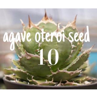 ネイバーフッド(NEIGHBORHOOD)のagave oteroi アガベ　オテロイ　種子　10粒(その他)