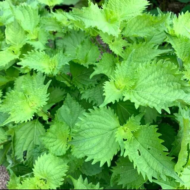 無農薬野菜＊青しそ/大葉の苗＊3本＋予備1本＊シソ＊初心者向け＊プランター＊ 食品/飲料/酒の食品(野菜)の商品写真