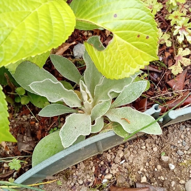 リクニスコロナリア(フランネル草)２苗 ハンドメイドのフラワー/ガーデン(その他)の商品写真