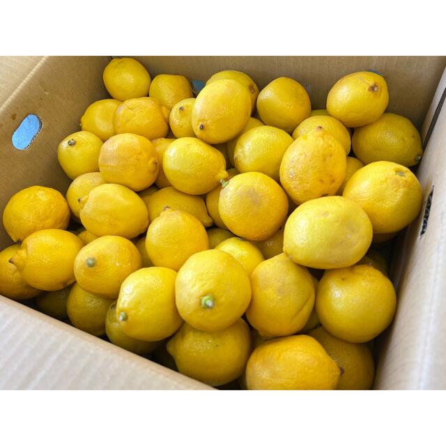 レモン　5kg 食品/飲料/酒の食品(フルーツ)の商品写真