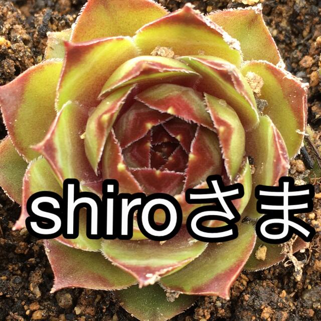 shiroさま専用センペルビウム2種多肉植物 ハンドメイドのフラワー/ガーデン(その他)の商品写真