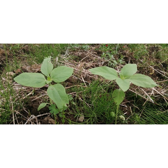 大きくそだつひまわりの種　たっぷり14g約200粒 高発芽率◎花束✿花畑✿ 食品/飲料/酒の食品(野菜)の商品写真