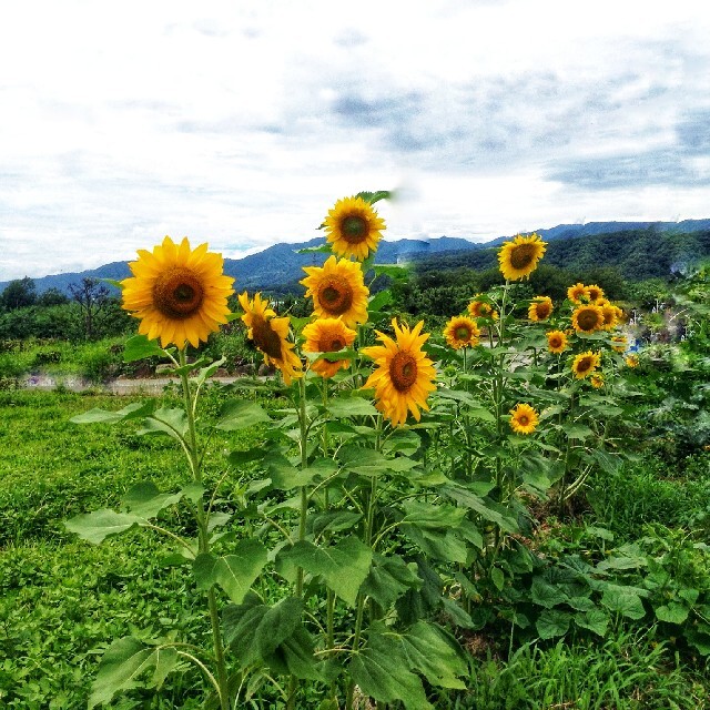 大きくそだつひまわりの種　たっぷり14g約200粒 高発芽率◎花束✿花畑✿ 食品/飲料/酒の食品(野菜)の商品写真