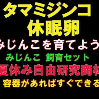 夏休み自由研究　 ミジンコを育てよう!　みじんこ 飼育セット　ムックリワーク 　(アクアリウム)