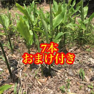 ミョウガ  苗　7本 みょうが苗　無農薬　野菜(野菜)