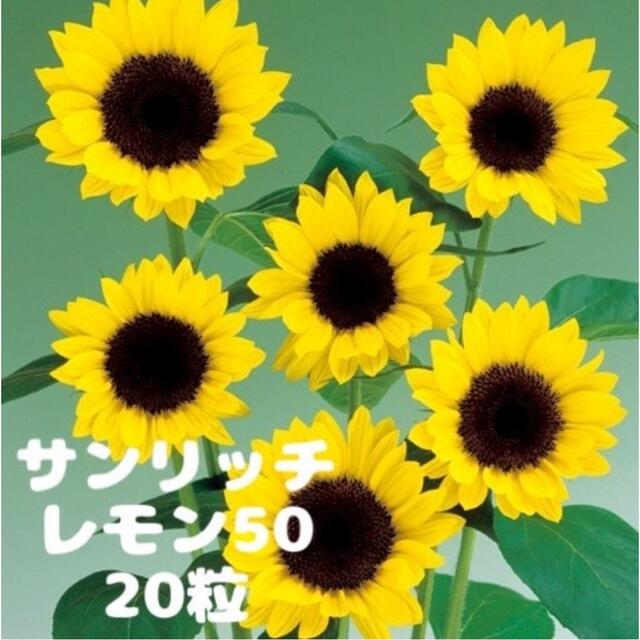 切り花向き♪  ひまわり  種  黄色  20粒   低丈  ミニひまわり ハンドメイドのフラワー/ガーデン(その他)の商品写真