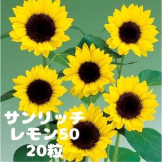 切り花向き♪  ひまわり  種  黄色  20粒   低丈  ミニひまわり(その他)