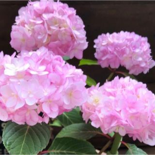 紫陽花　プティ　ピンク色　花付きなし(その他)