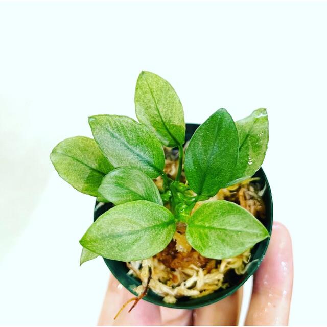 ◆アヌビアス・ジェイド（良株）　#アヌビアス珍さかな屋Anubias ミルキー その他のペット用品(アクアリウム)の商品写真