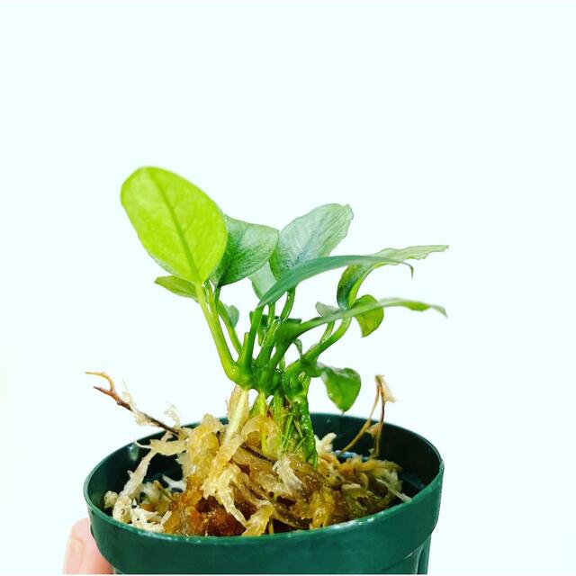 ◆アヌビアス・ジェイド（良株）　#アヌビアス珍さかな屋Anubias ミルキー その他のペット用品(アクアリウム)の商品写真