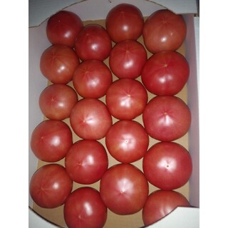 新鮮　トマト(野菜)