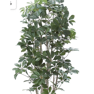 光触媒　人工観葉植物　ウォールグリーン　フェイクグリーン　シェフレア155