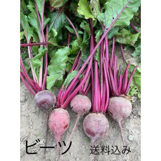 ビーツ　ビート　無農薬野菜　美容　健康　抗酸化　免疫力(野菜)