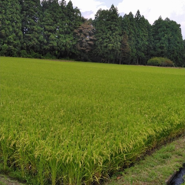 新米令和3年産栃木県特一等米コシヒカリ玄米30キロ無農薬にて作ったお米です。　総合ランキング1位受賞　36.0%割引
