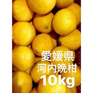 愛媛県産　河内晩柑　宇和ゴールド　柑橘　10kg(フルーツ)