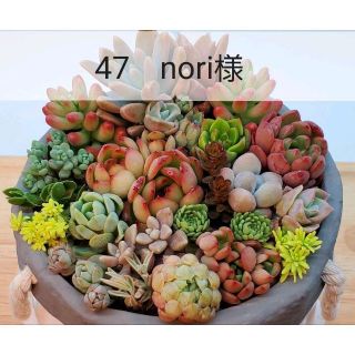 47　nori様(その他)