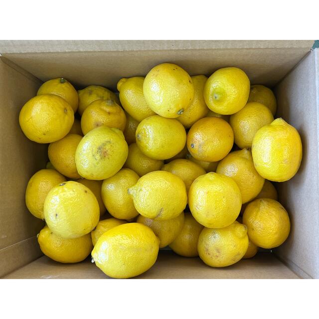 レモン　10kg 食品/飲料/酒の食品(フルーツ)の商品写真