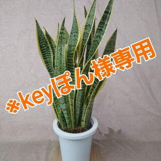 ※keyぽん様専用、観葉植物サンスベリア7号鉢高さ70センチ(その他)