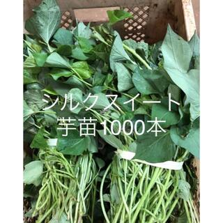 シルクスイート芋苗1000本(野菜)