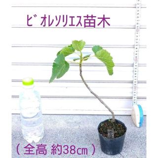 ビオレソリエス挿し木２年生苗木 、 鉢底から葉先迄約38㎝) - -  ④(その他)