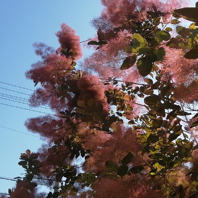 フレッシュスモークツリー切り枝 ハンドメイドのフラワー/ガーデン(その他)の商品写真