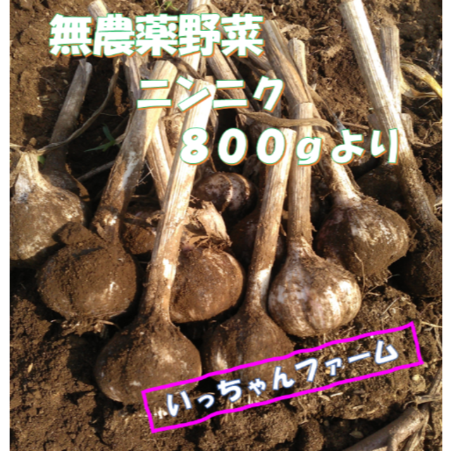 安全・安心野菜　千葉県産　ニンニク　８００ｇより 食品/飲料/酒の食品(野菜)の商品写真