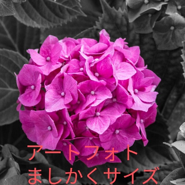 アートフォト　誕生花　紫陽花（６月） ハンドメイドのインテリア/家具(アート/写真)の商品写真