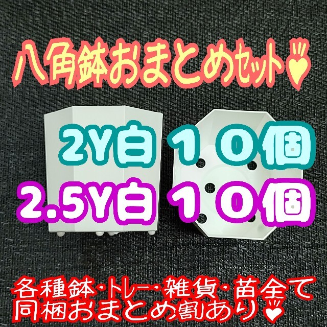 カネヤ【2Y･2.5Y】八角鉢 白 各10個 プラ鉢スリット鉢プレステラ多肉植物 ハンドメイドのフラワー/ガーデン(プランター)の商品写真