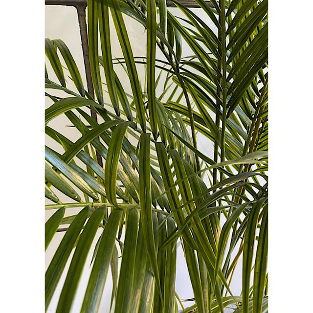 光触媒　人工観葉植物　ウォールグリーン　フェイク　フラワー　室外用アレカヤシ