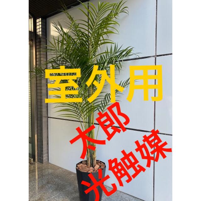 光触媒　人工観葉植物　ウォールグリーン　フェイク　フラワー　室外用アレカヤシ