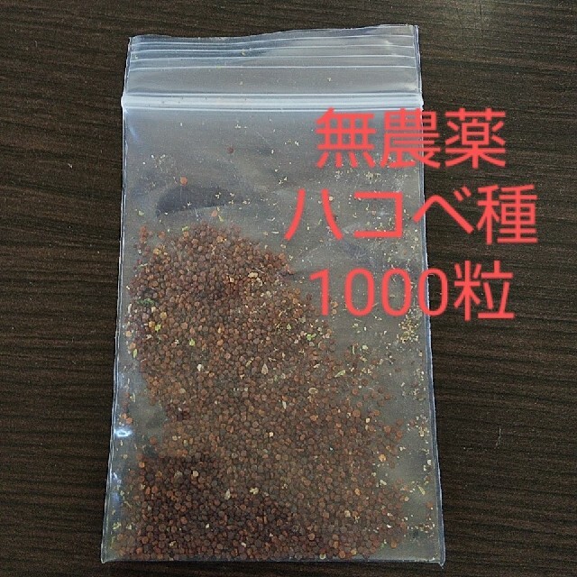 無農薬 ハコベ種 1000粒 +ハコベ苗 その他のペット用品(鳥)の商品写真