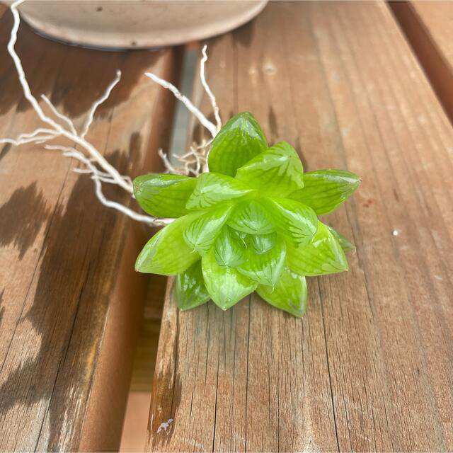 ハオルチア　オブサーツ　多肉植物  玉露 ハンドメイドのフラワー/ガーデン(その他)の商品写真