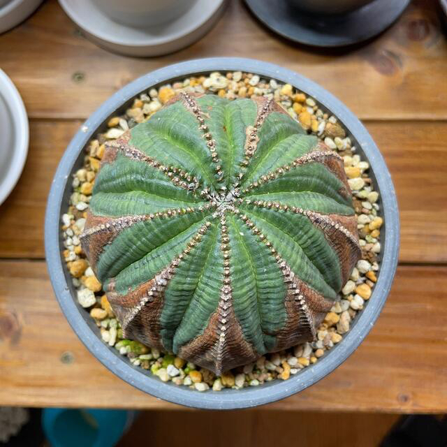 ユーフォルビア オベサ 特大 その他 ユーフォルビア オベサ 特大 その他