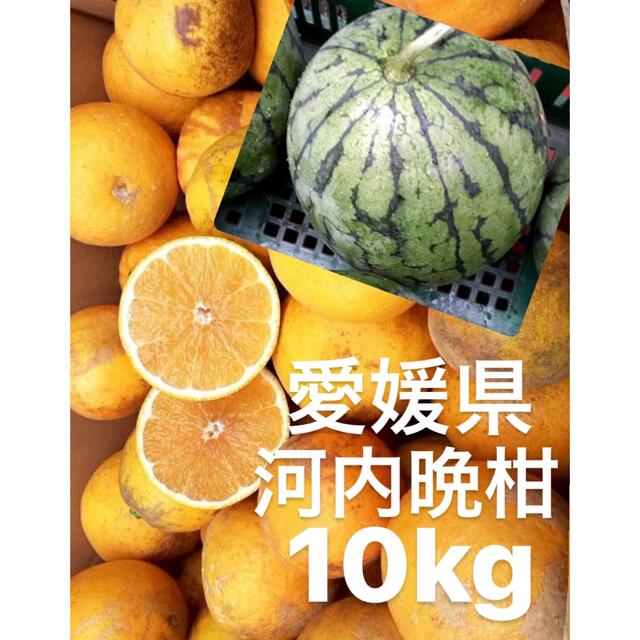 愛媛県産　低農薬　宇和ゴールド　河内晩柑　柑橘　10kg ＋スイカ1玉 食品/飲料/酒の食品(フルーツ)の商品写真