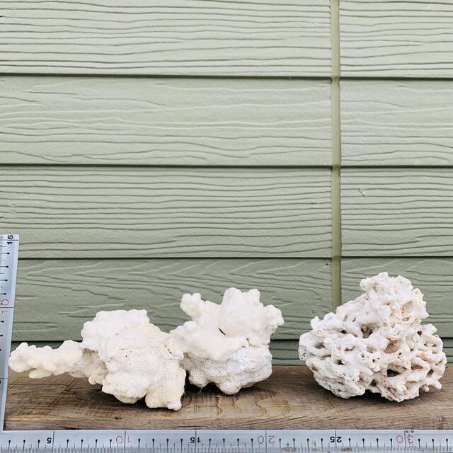 サンゴ 珊瑚 アクアリウム インテリア ①+②セット その他のペット用品(アクアリウム)の商品写真