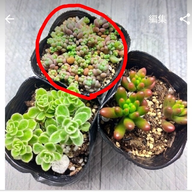 ＧＭＫ様　多肉植物　センペルビウム　名無し　詰め合わせ　パープルヘイズ　抜き苗 ハンドメイドのフラワー/ガーデン(その他)の商品写真