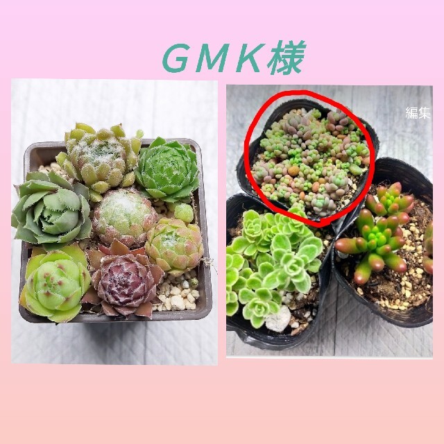 ＧＭＫ様　多肉植物　センペルビウム　名無し　詰め合わせ　パープルヘイズ　抜き苗 ハンドメイドのフラワー/ガーデン(その他)の商品写真