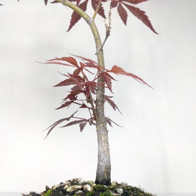 濃紫紅葉（ノムラ）盆栽 S306庭木