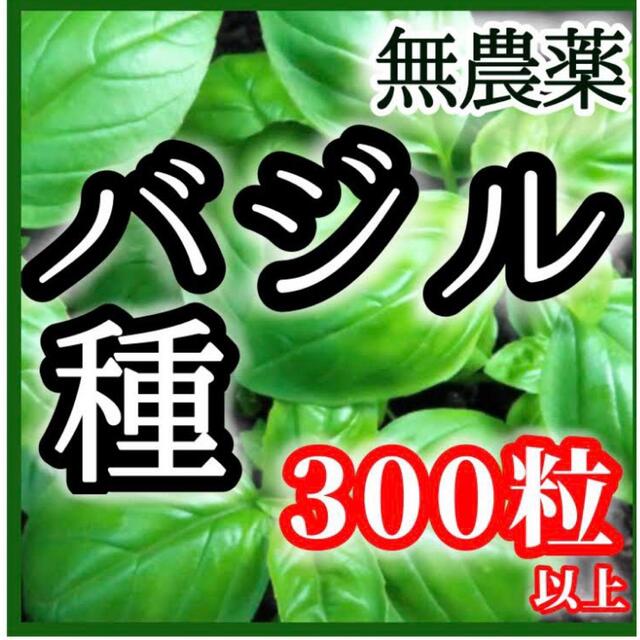 無農薬　バジル　種　300粒以上　有機オーガニック種 食品/飲料/酒の食品(野菜)の商品写真