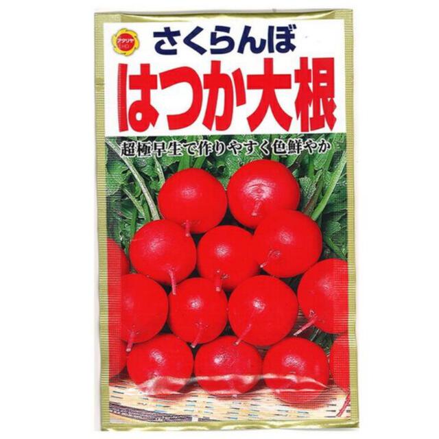 プランター栽培、家庭菜園、野菜の種３種セット 食品/飲料/酒の食品(野菜)の商品写真